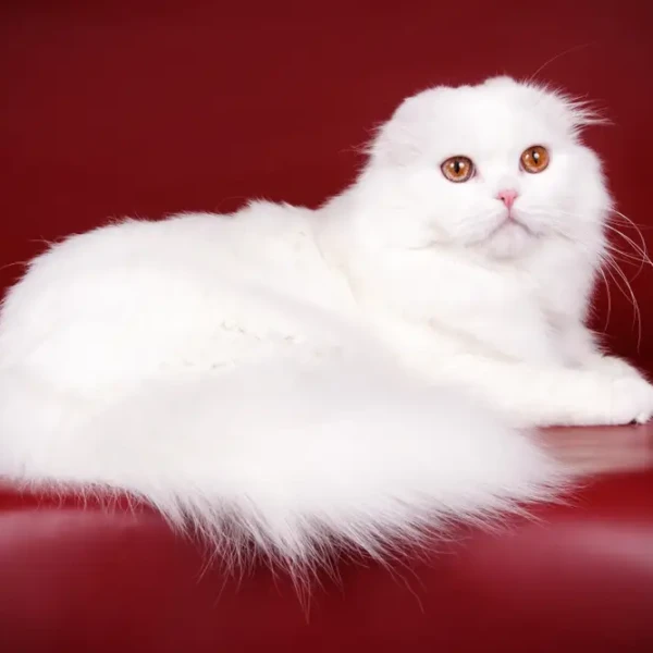 Scottish-Fold 04