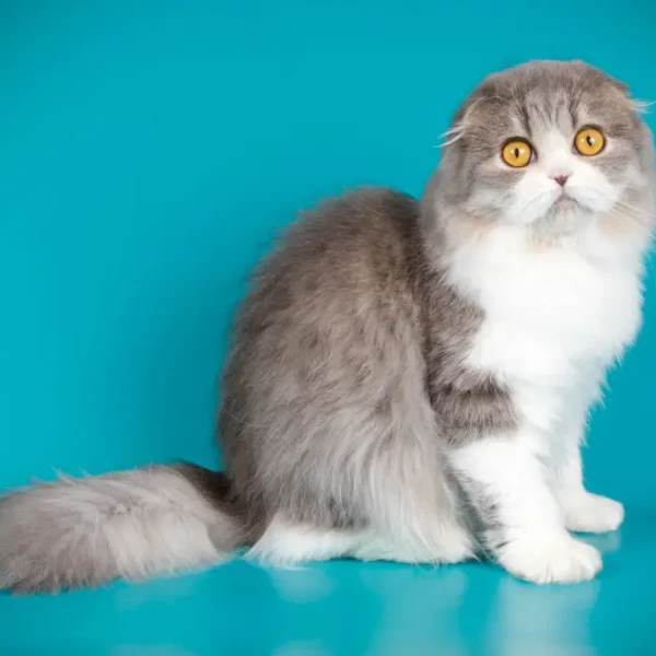 Scottish-Fold 05