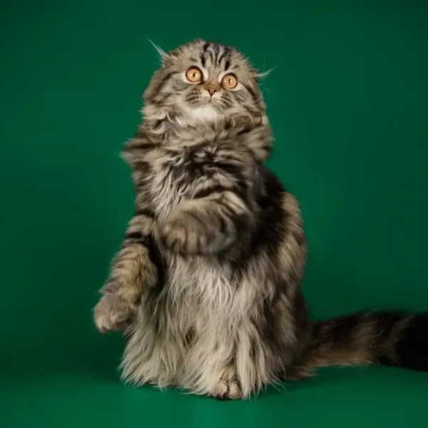 Scottish-Fold 06