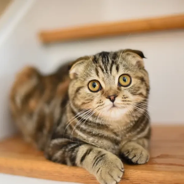 Scottish-Fold 07