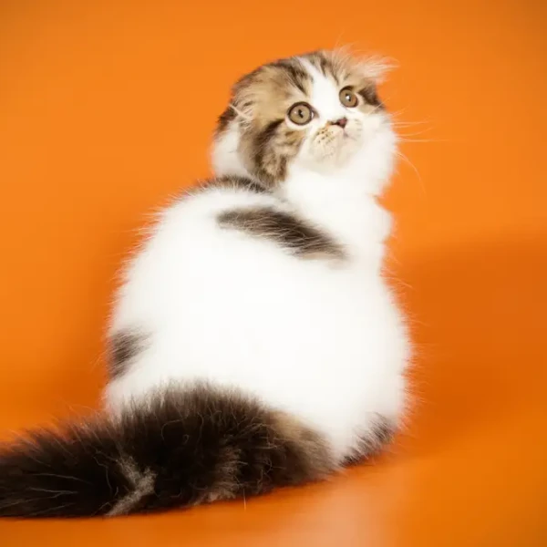Scottish-Fold 08