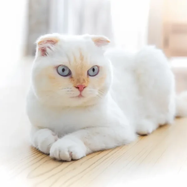 Scottish-Fold 09