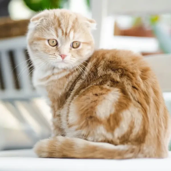 Scottish-Fold 10