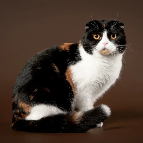 Scottish-Fold 11