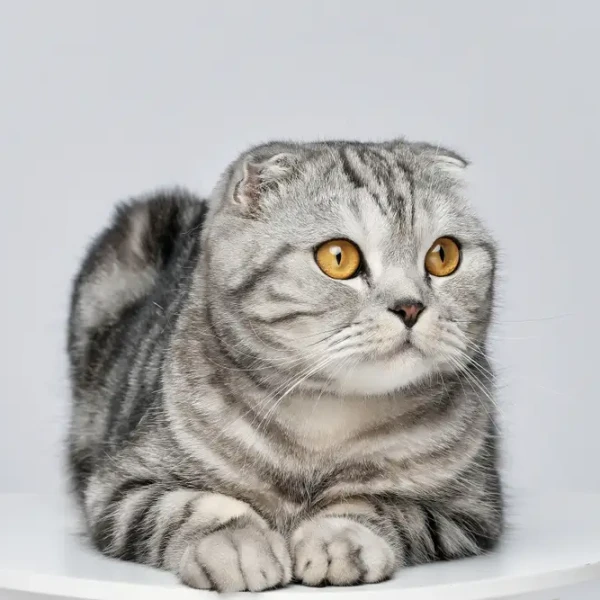 Scottish-Fold 12