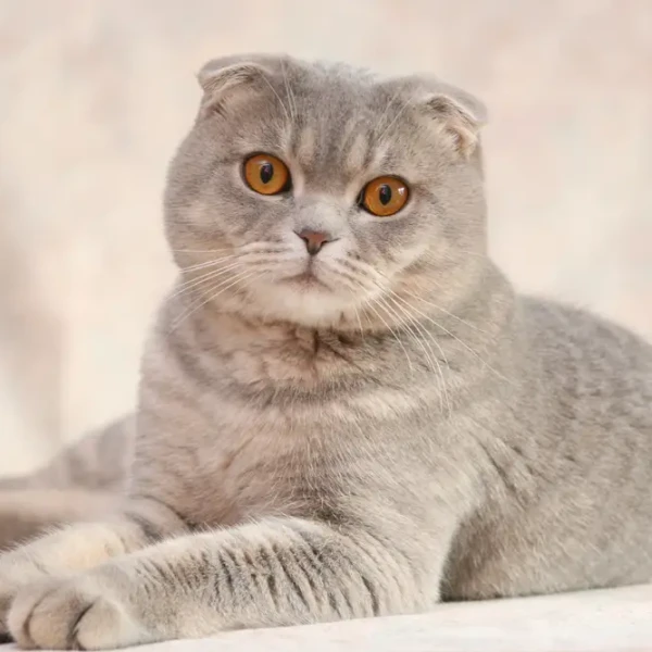Scottish-Fold 13