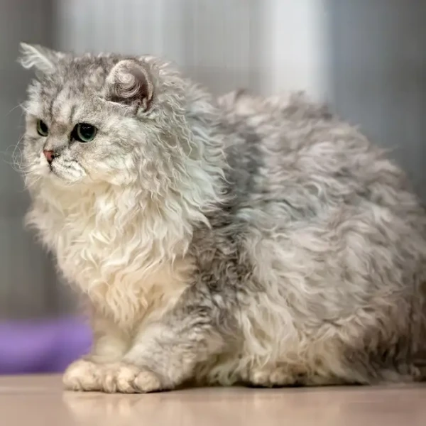 Selkirk-Rex 01