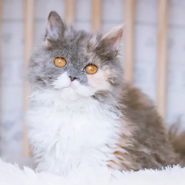 Selkirk-Rex 02