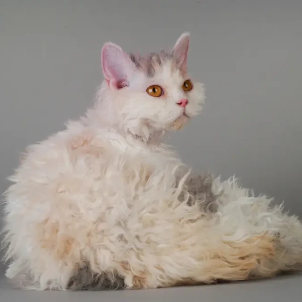 Selkirk-Rex 05