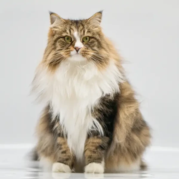 Siberian-Cat 01
