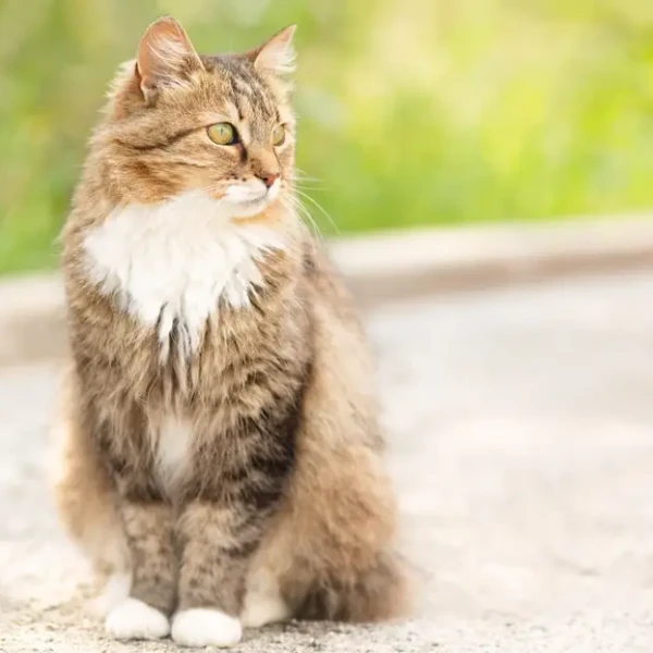 Siberian-Cat 02