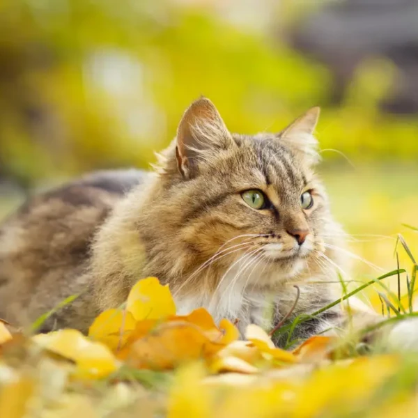 Siberian-Cat 03