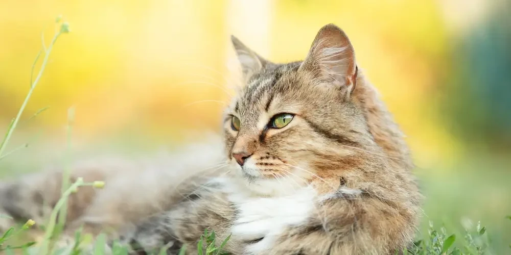 Siberian-Cat 04