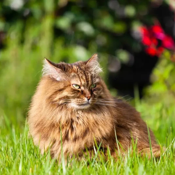 Siberian-Cat 06