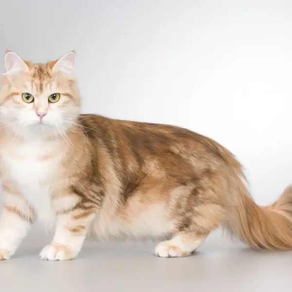 Siberian-Cat 08