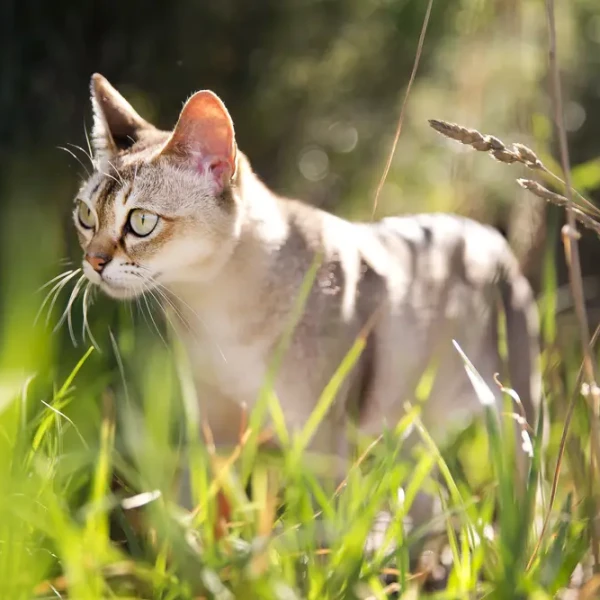 Singapura-Cat 01