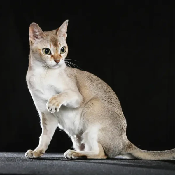 Singapura-Cat 02