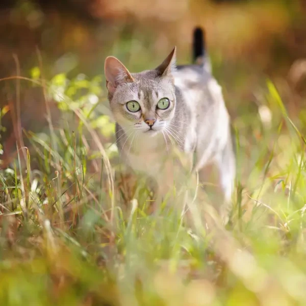 Singapura-Cat 03