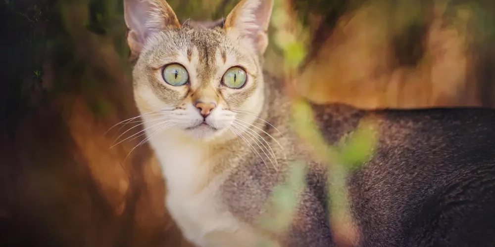 Singapura-Cat 04