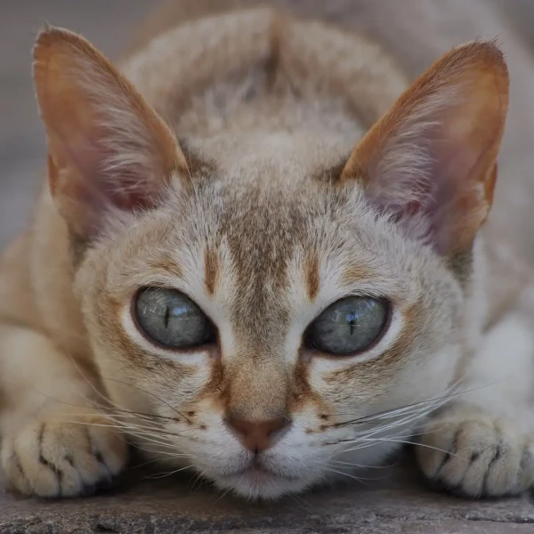 Singapura-Cat 05