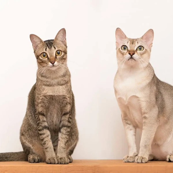 Singapura-Cat 06