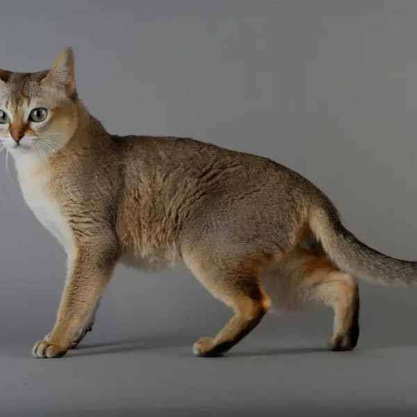 Singapura-Cat 07