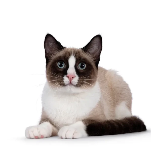 Snowshoe-Cat 02