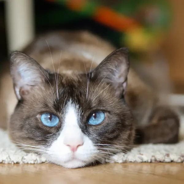 Snowshoe-Cat 03