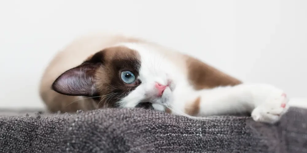 Snowshoe-Cat 04