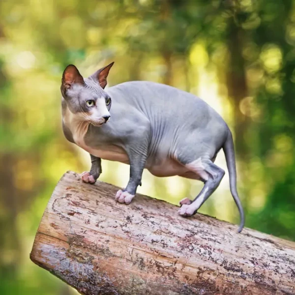Sphynx-Cat 01