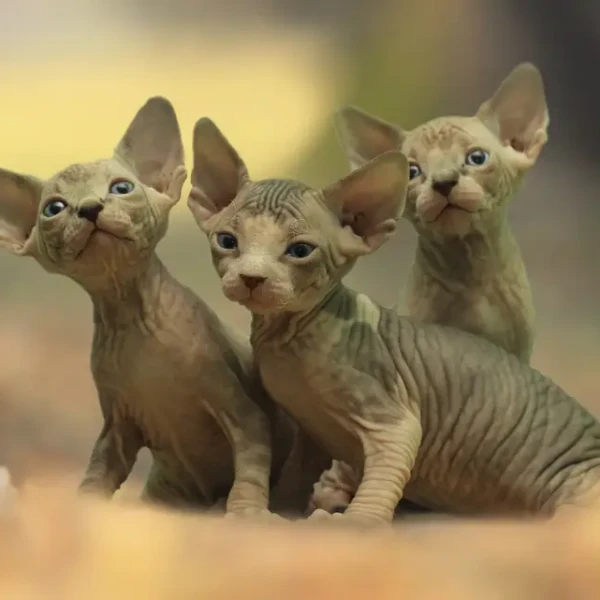 Sphynx-Cat 03