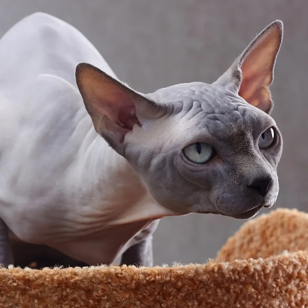 Sphynx-Cat 05