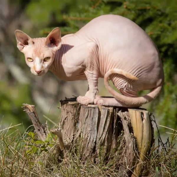 Sphynx-Cat 06