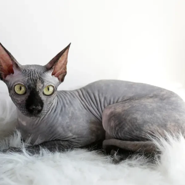 Sphynx-Cat 07