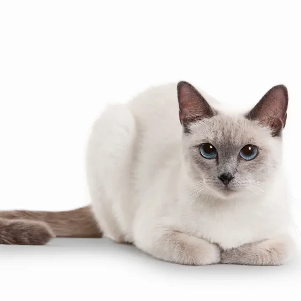 Thai-Cat-Wcf 01