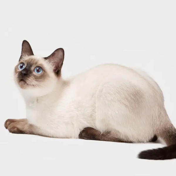 Thai-Cat-Wcf 02