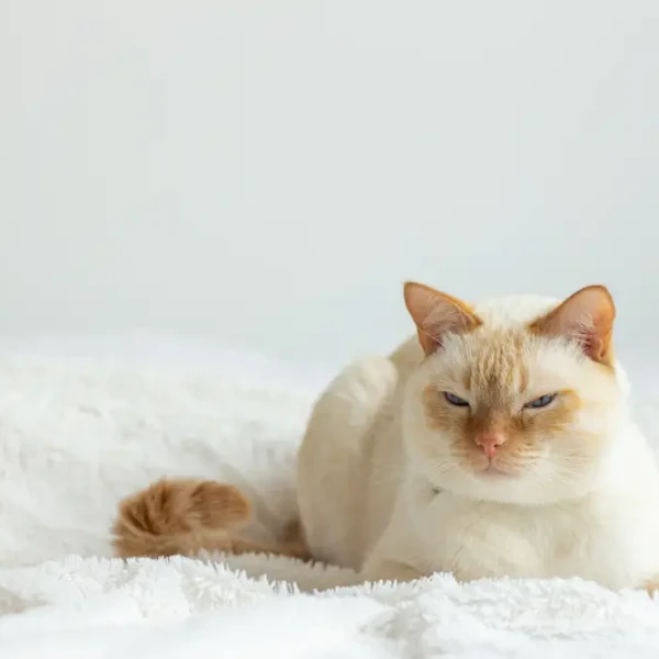 Thai-Cat-Wcf 04