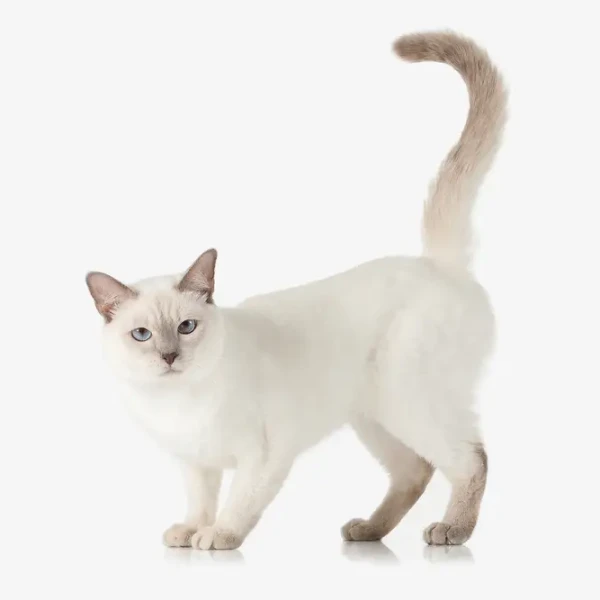 Thai-Cat 01