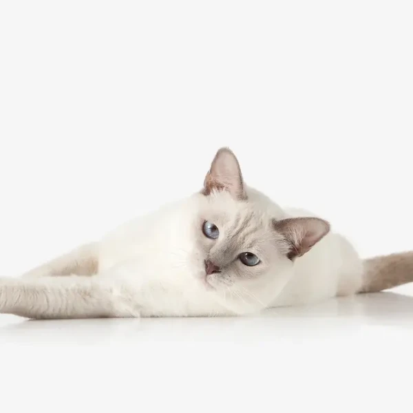 Thai-Cat 03