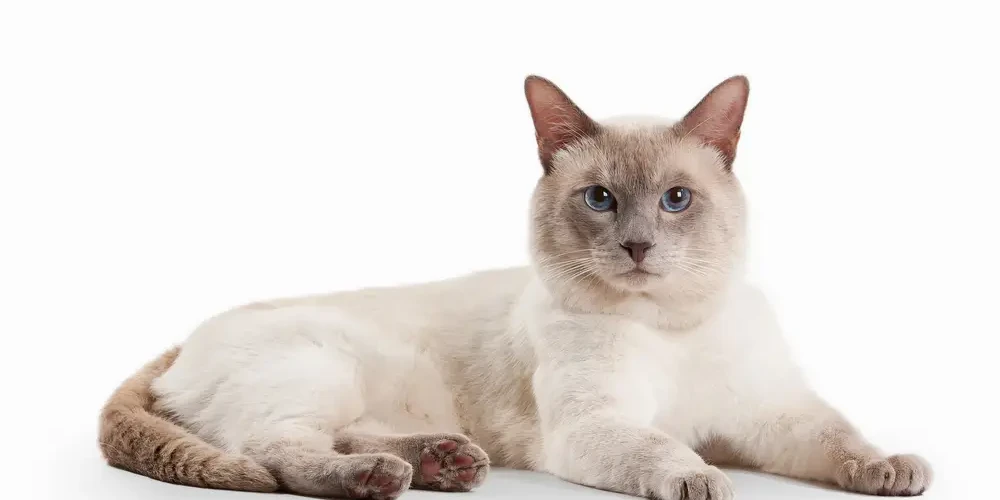 Thai-Cat 04