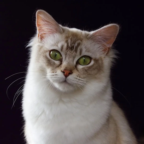 Tiffanie-Cat 02
