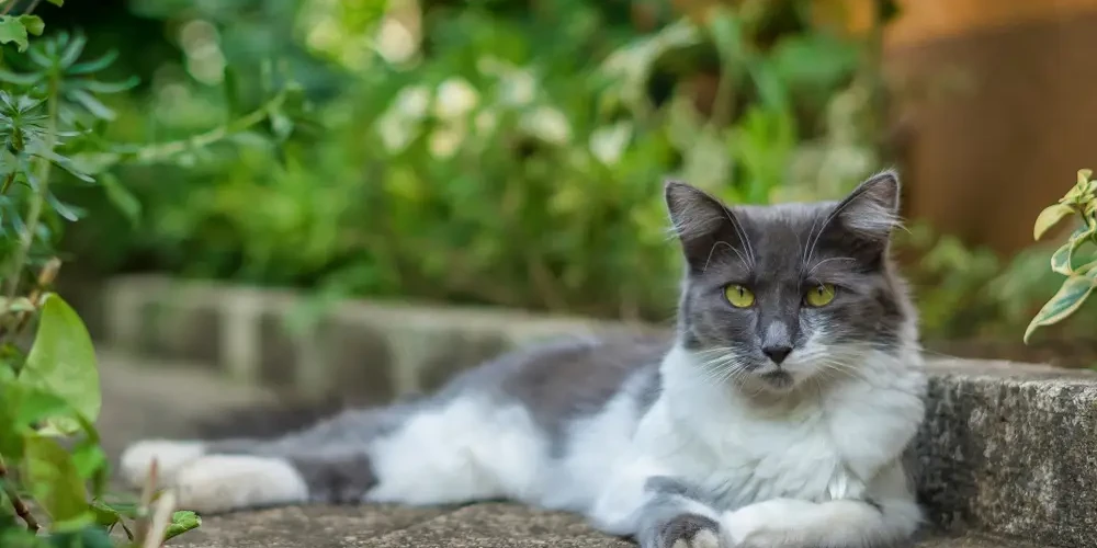 Tiffanie-Cat 04