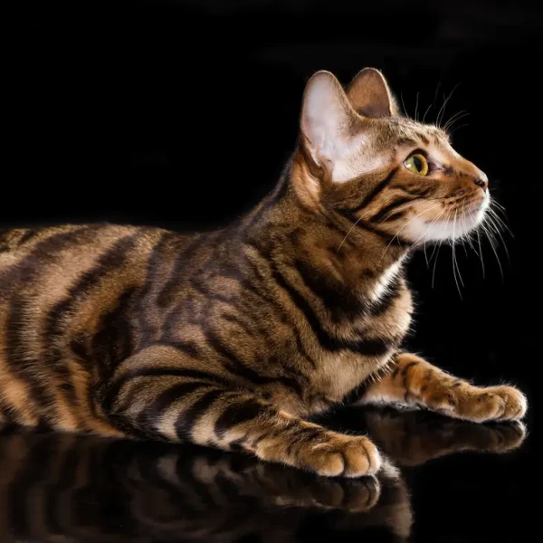 Toyger