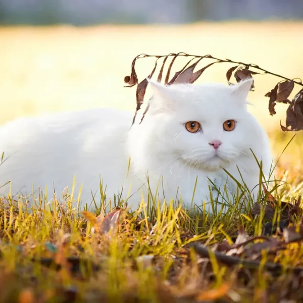 Turkish-Angora 01