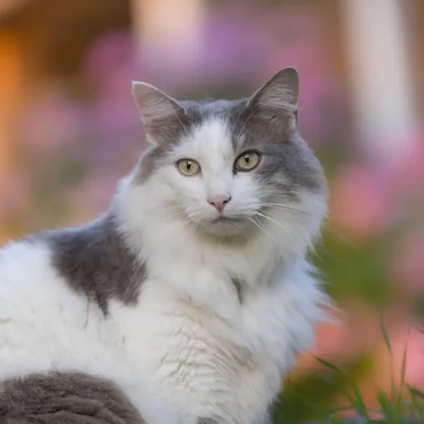 Turkish-Angora 02