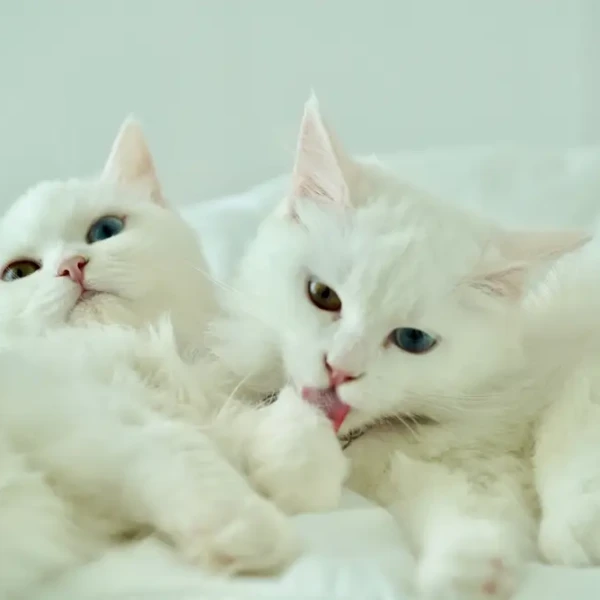 Turkish-Angora 03
