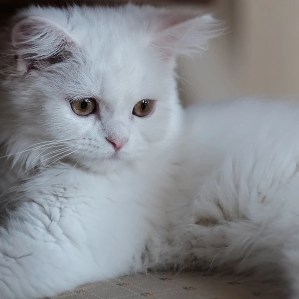 Turkish-Angora 05