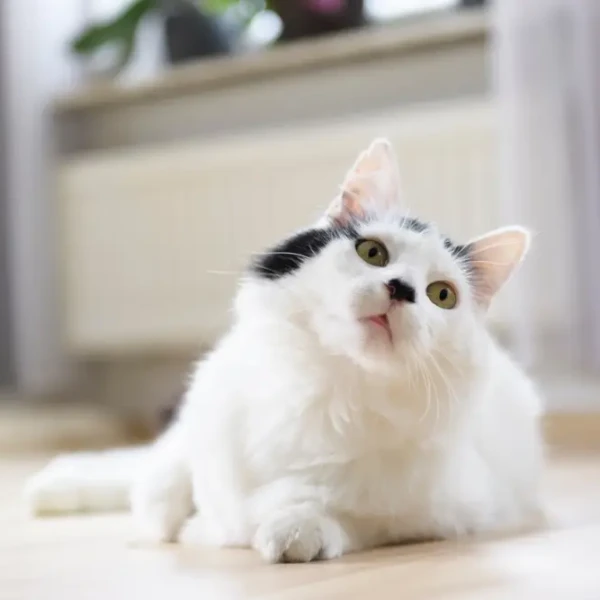 Turkish-Angora 06