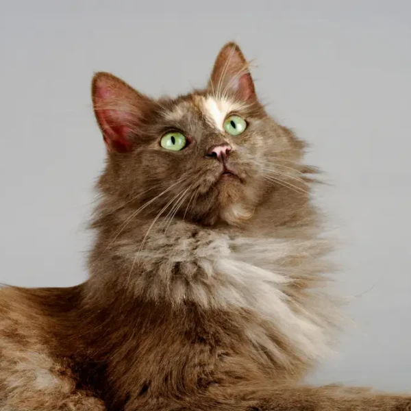 Turkish-Angora 07