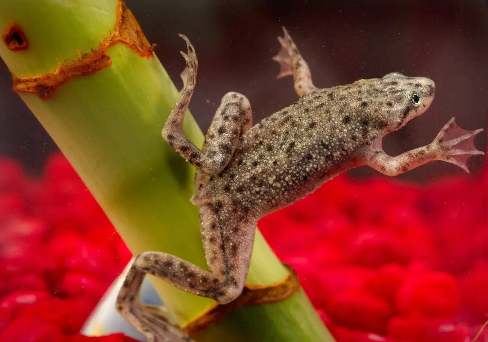 Grenouille naine africaine